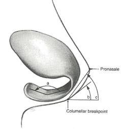 Anatomicamente o segmento columelar inicia-se no limite superior do segmento basal e termina no breakpoint columelar onde se inicia o ramo intermédio da CLI.