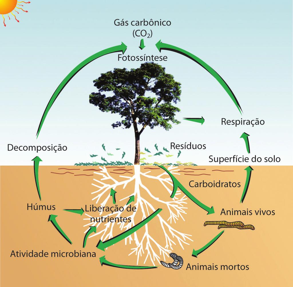 O ciclo do carbono acima e abaixo da superfície do solo. Plantas e seus restos são incorporados ao solo depois de morrerem.