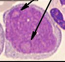 GRANULOPOIESE: hierarquia MIELOBLASTO primeira célula reconhecível morfologicamente na MO núcleo ocupa quase toda a superfície da célula relação N:C