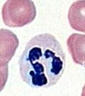 GRANULOPOIESE Produção de granulócitos na MO Granulócitos: grânulos