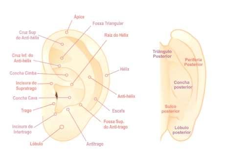22 Figura 4: Anatomia da Orelha. Fonte: Enomoto (2015, p. 37) 6.1 Diagnóstico Auricular. Já no Huang Ti Nei Jing se fazia menção ao uso do pavilhão auricular como método diagnóstico.