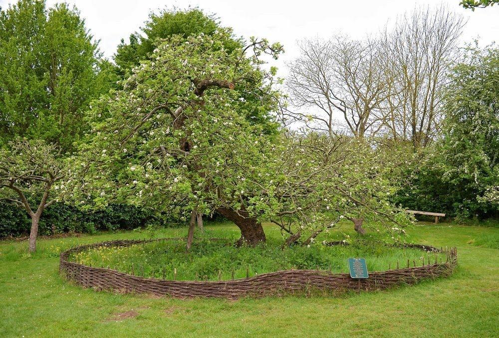 A árvore a partir da qual a famosa maçã caiu, nas terras de Woolsthorpe Manor em
