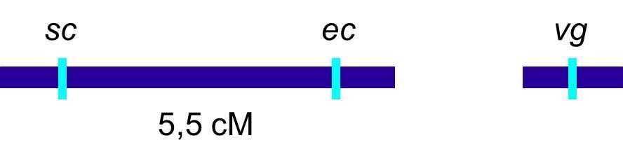 Tendo informações a respeito das relações de ligação entre os três genes, podemos reescrever os genótipos dos genitores da seguinte forma: sc + ec + /sc ec