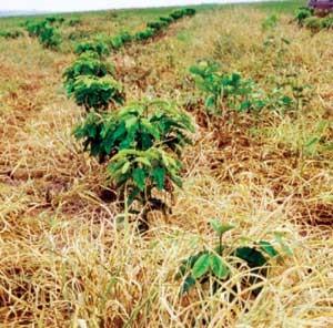 Controle cultural de plantas daninhas