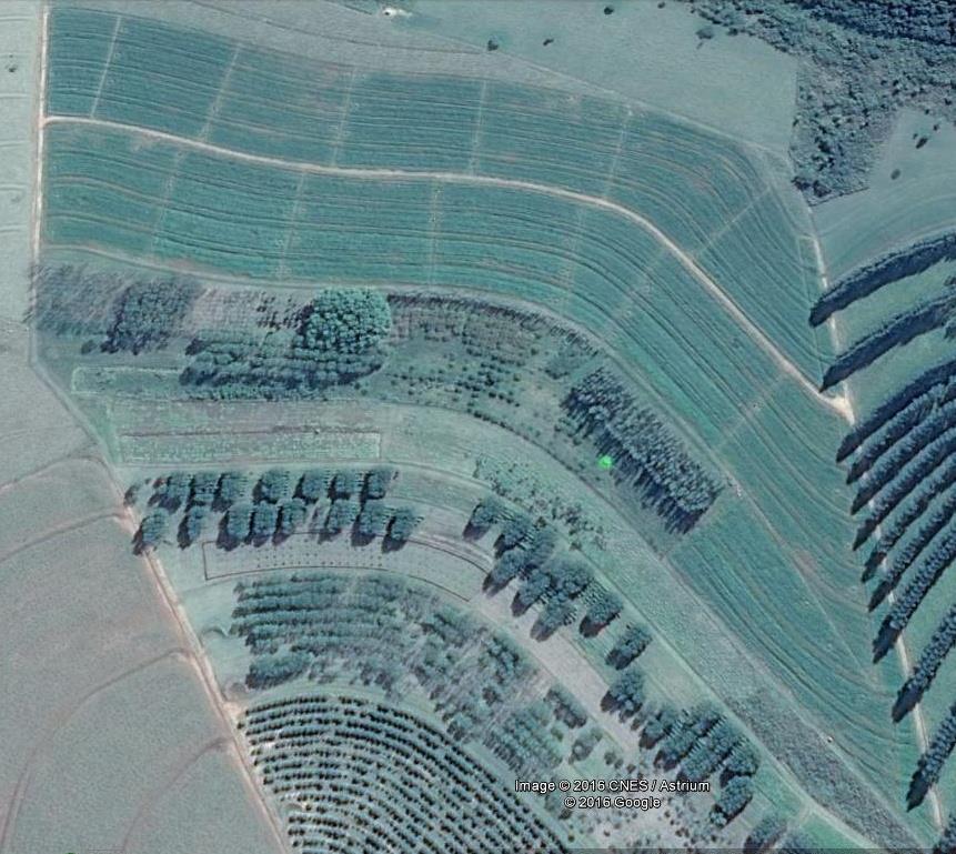 ruziziensis) Google Earth (2012)