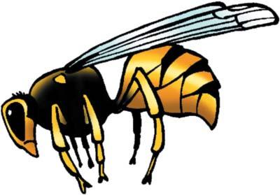 Picaduras Conceptos generales As picaduras máis frecuentes son as producidas por: abellas e avespas; arañas; carrachas e pulgas; tabáns e mosquitos; escorpións; augamares e fanecas; escarapotes e