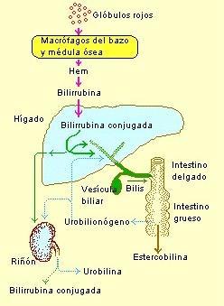 Glóbulos vermelhos Macrófagos do baço e medula óssea Heme Bilirrubina indireta Bilirrubina conjugada = Bilirrubina Direta = hidrossolúvel FÍGADO