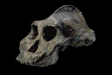 Paranthropus aethiopicus