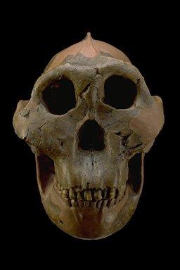 Paranthropus boisei Anatomia: