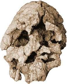 Kenyanthropus platy Descoberto em 1999 (Leakey et al. 2001, Lieberman 2001) Idade: 3.5-3.2 m.a. D.Geográfica: Leste Africano; Crânio achatado e dentes pequenos.