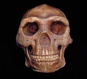 Homo erectus Idade: 1.8-300.