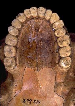 Homo erectus Anatomia: Fêmeas 160 cm Machos 180