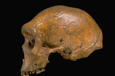 Homo neanderthalensis Anatomia: Fêmeas 156 cm Machos 165 cm Vol.