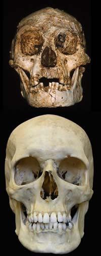 Homo floresiensis Local: Ilha das Flores- Indonésia Idade: 18 mil anos Ossos: um esqueleto completo e mais