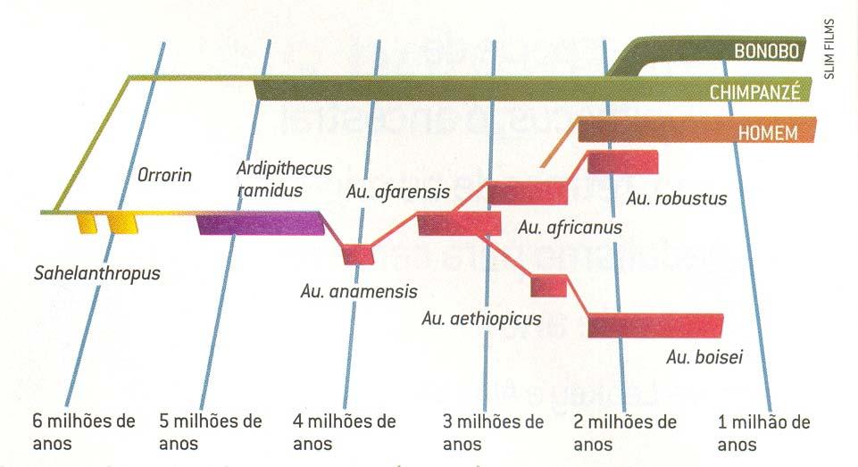 EVOLUÇÃO