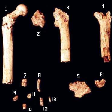 "Orrorin tugenensis Milênio Idade: 6.0 m.a. D.