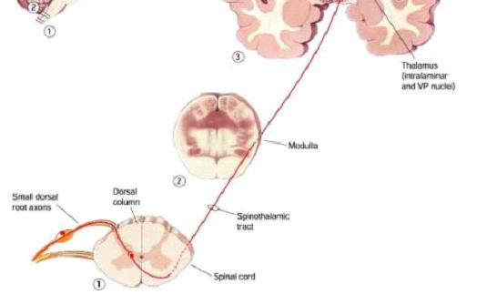 nãosomatosensorial (formação reticular, sistema límbico, hipotálamo, lobo frontal) (afetivo,cognitivo, autonômico) A delta