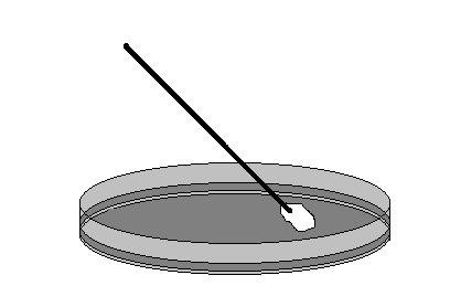 ser passada na superfície da placa para semeadura com movimentos em ZIG-ZAG, visando o isolamento bacteriano.