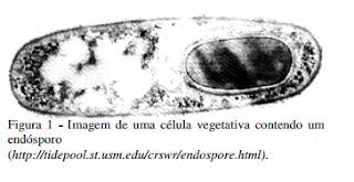 5. COLORAÇÃO PARA ESPOROS COM VERDE MALAQUITA (WIRTZ-CONKLIN) A descoberta dos endósporos bacterianos data de 1838, tendo sido descritos por Ehrenberg como sendo corpos refratários à coloração,