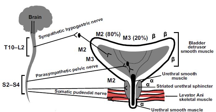 Cérebro Nervo Hipogástrico Simpático Muisculatura lisa do músculo Detrusor Nervo Pélvico Parassimpático Nervo Pudendo Somático Músculo liso uretral Esfíncter uretral superior Músculo liso uretral Fig.