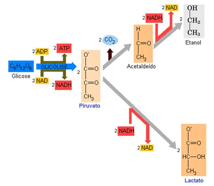 Fermentação alcoólica Ganho líquido da fermentação alcoólica da glicose 2 ATP (glicólise), regeneração do NAD + e produção de CO 2 Leveduras e outros microrganismos regeneração