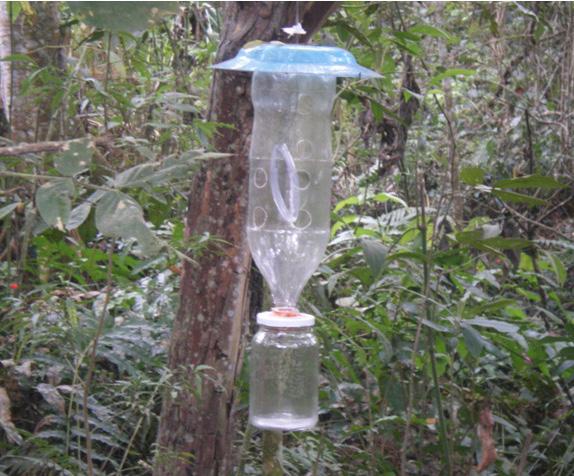 Coleópteros broqueadores de madeira em ambiente natural de Mata Atlântica e em plantio de eucalipto 247 entrada de água proveniente de chuvas, bem como folhas, pequenos gravetos ou qualquer outro
