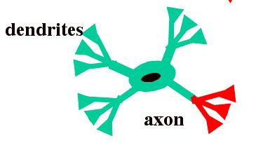 TIPOS DE NEURÔNIOS Baseados no número de dendritos: