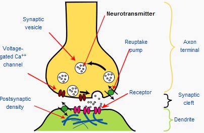 muscular ou uma célula glandular Vesiculas sinápticas Neurotransmissores Receptores celulares pré Sinápicos Bomba A