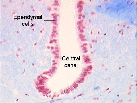 epiteliais que revestem os ventrículos encefálicos e o canal