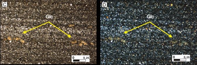 MG Figura 4.17 C e D) Fotomicrografia de níveis de grãos de glauconita (Glc) observadas nas fácies Pl (Aumento 4X/N// e NX).