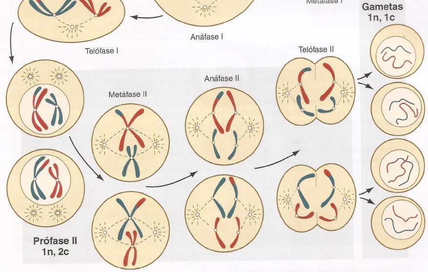 3. a fase: Redução do número de cromossomos (meiose) Fonte: