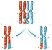 3. a fase: Redução do número de cromossomos (meiose) Recombinação genética
