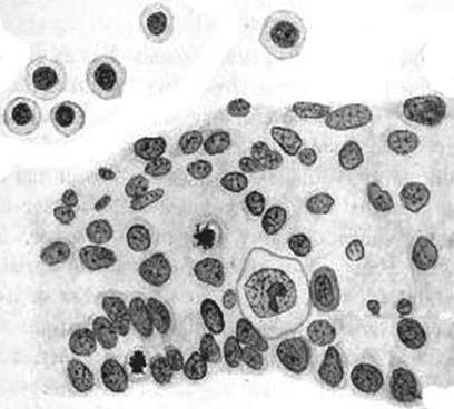 1. a fase: origem e migração das células germinativas primordiais (CGP) Desenho do primeiro pesquisador que identificou as CGP em tecidos