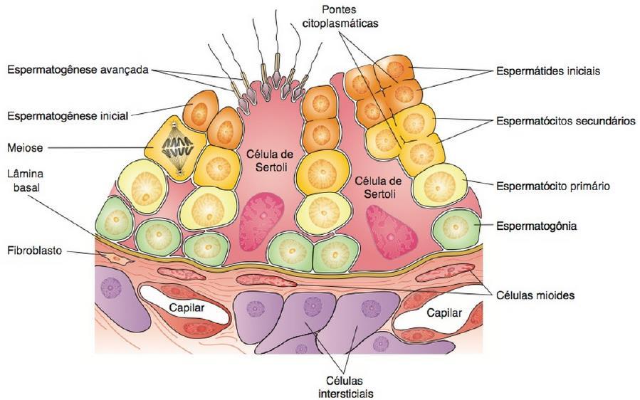 Espermatogênese Túbulos seminíferos (estrutura): Fonte: JUNQUEIRA, L.C.