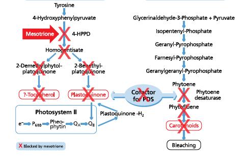 Efeito sinérgico com Atrazina MESOTRIONE E TEMBOTRIONE