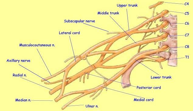 Inclui os 4 últimos nervos cervicais (C5-C8) e o 1º nervo torácico (T1).