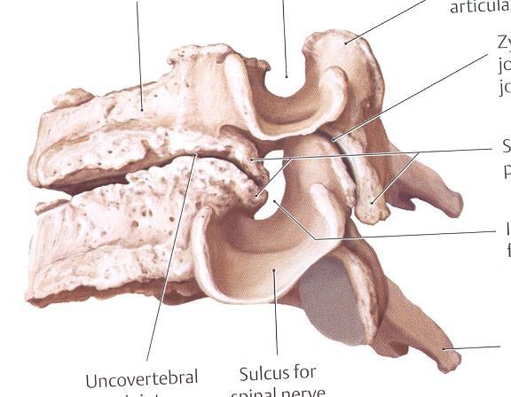 L4 Medial calf