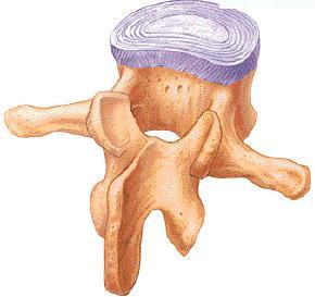 Biomecânica articular