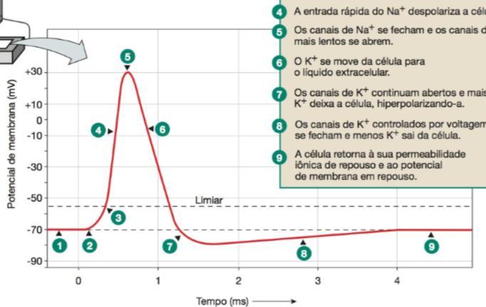 Potencial de ação FASE 7 Hiperpolarização Canais de K+ lentos dependentes de voltagem