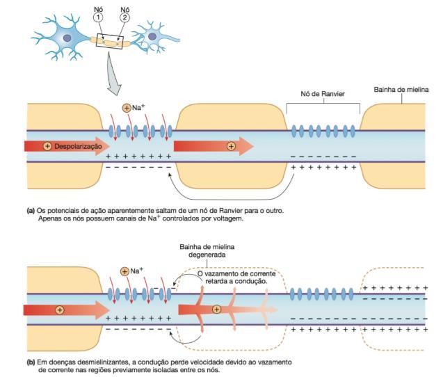 Importância da bainha de mielina para a condução do PA