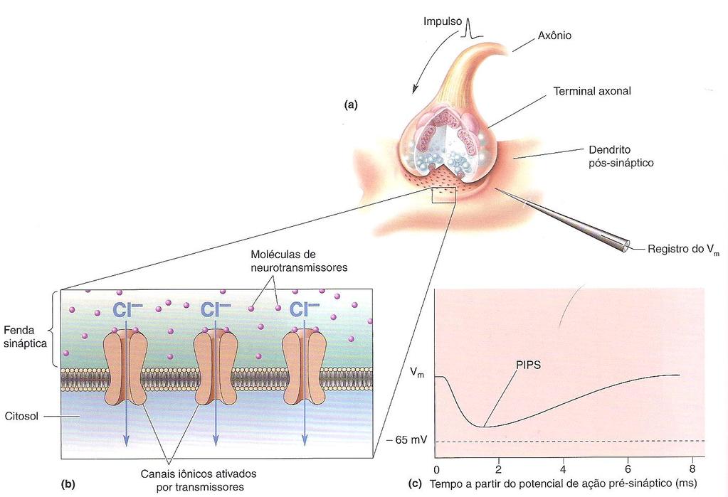 PEPS causa DESPOLARIZAÇÃO na membrana pós-sináptica (entrada de Na + ) PIPS causa HIPERPOLARIZAÇÃO na membrana