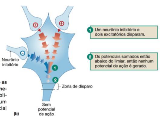 Fisiologia humana uma