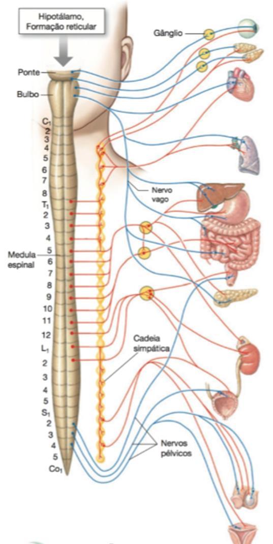 Tônus simpático e