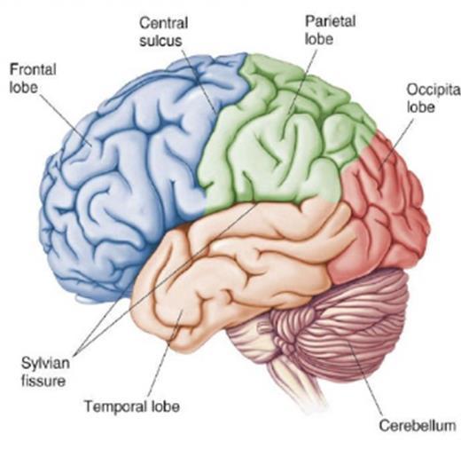 Córtex pré-frontal (motor) Córtex insular (sensorial) Controle central Amígdala Hipotálamo Tronco encefálico e medula espinhal Formação reticular