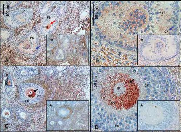 Figura 10 Fotomicrografia de cortes histológicos de ovários de cadelas, demonstrando a imunolocalização do fator de crescimento epidermal (EGF) nas células foliculares de folículos secundários (A,B)