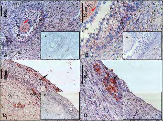 Figura 11 Fotomicrografia de cortes histológicos de ovários de cadelas, demonstrando a imunolocalização do fator de crescimento epidermal (EGF) nas células foliculares de folículos terciários (A,B) e