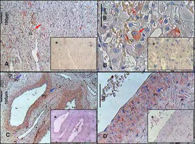 Figura 12 Fotomicrografia de cortes histológicos de ovários de cadelas, demonstrando a imunolocalização do fator de crescimento epidermal (EGF) nas células luteínicas (A,B) e na parede vascular (C,D).