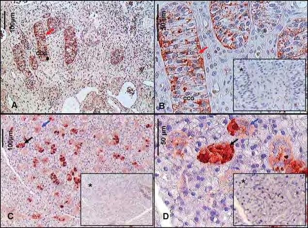 Figura 13 Fotomicrografia de cortes histológicos de ovários de cadelas (A,B) e glândula salivar de rato (C,D), demonstrando a imunolocalização do fator de crescimento epidermal (EGF) nos cordões de