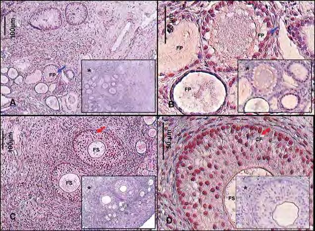 Figura 16 Fotomicrografia de cortes histológicos de ovários de cadelas, demonstrando a imunolocalização do receptor do fator de crescimento epidermal (EGF-R) nas células foliculares de folículos