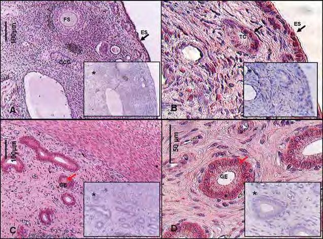 Figura 17 Fotomicrografia de cortes histológicos de ovário de cadela (A,B) e útero de cadela (C,D), demonstrando a imunolocalização do receptor do fator de crescimento epidermal (EGF-R) nos túbulos
